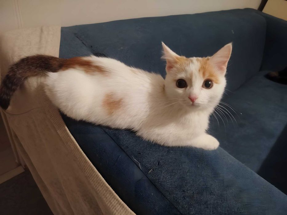 Котенок трехцветная девочка в добрые руки (2 месяца)