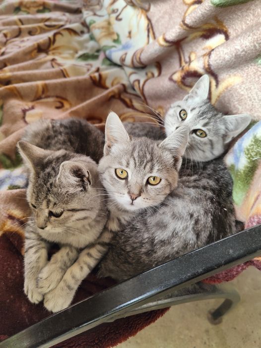 Отдам в хорошие руки котят