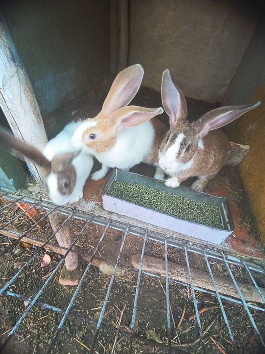 Micul fermier de iepuri