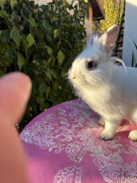 Donez Iepurași cap de leu pitic