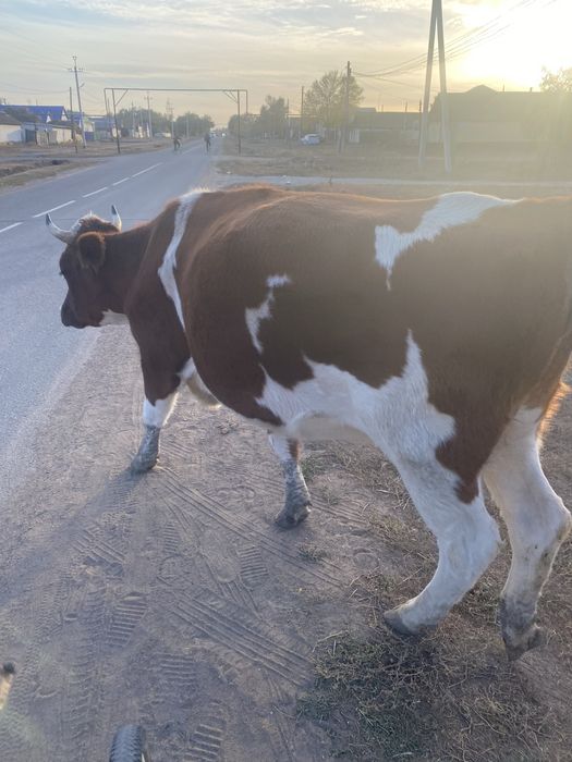 Продам молочную телку