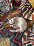 Белоснежный котёнок ищет дом