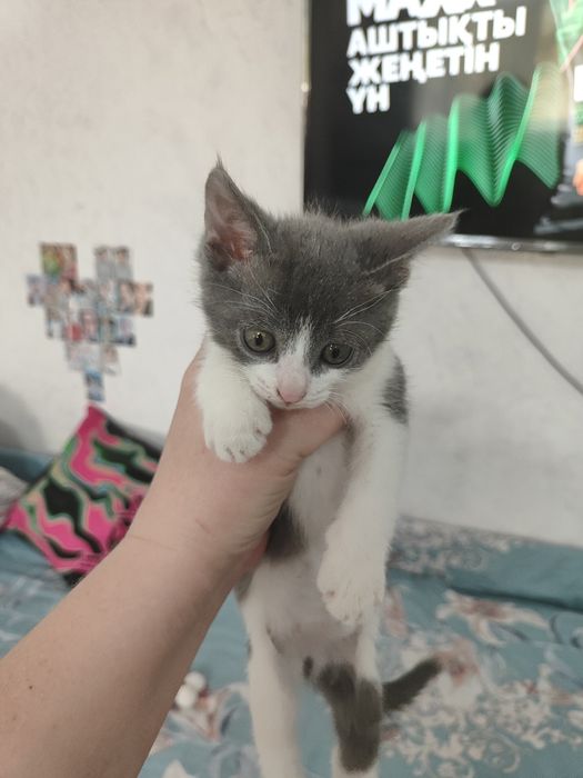 Отдам котенка в добрые руки