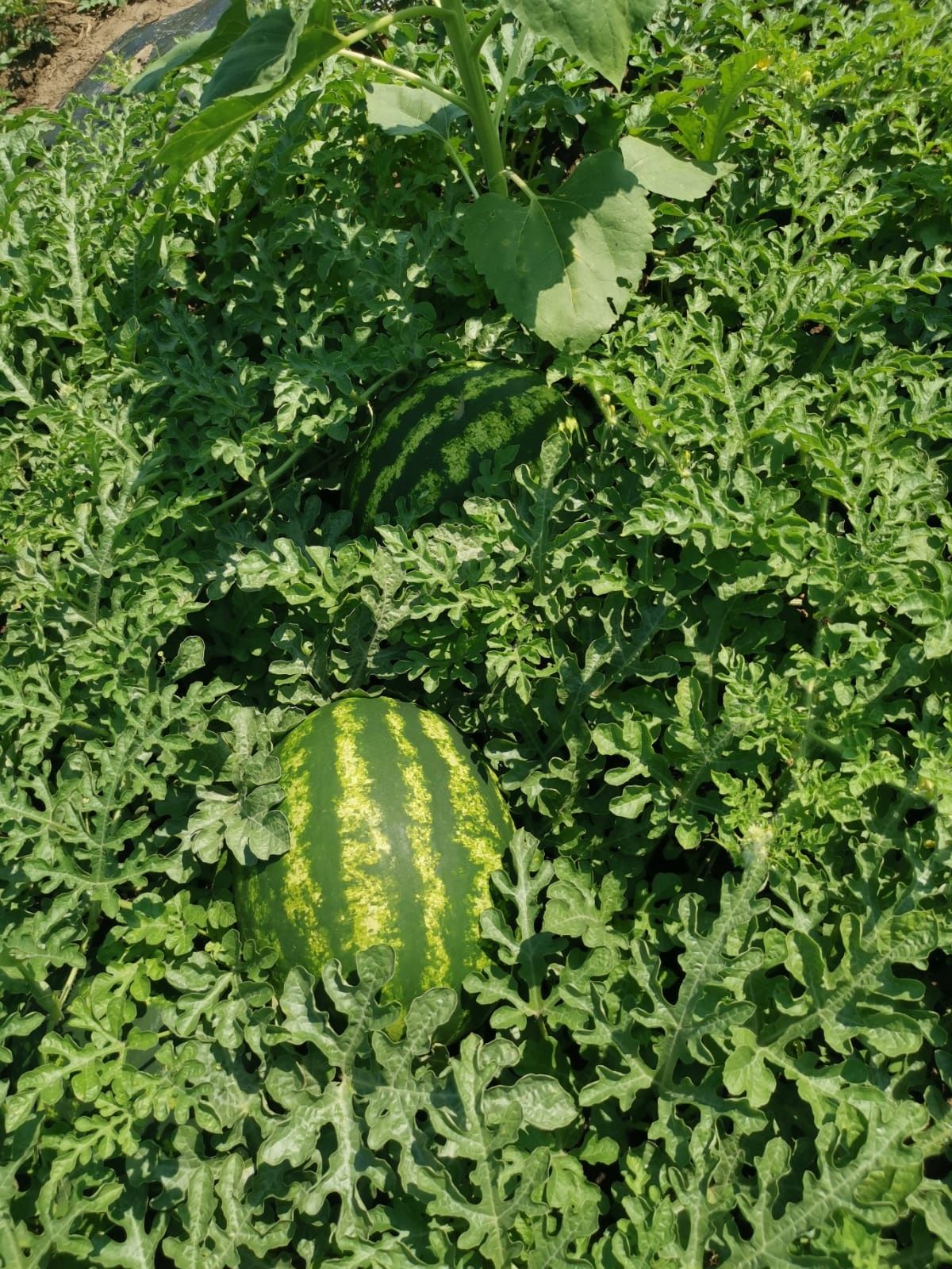 Pepeni Mirsini 7-15 kg