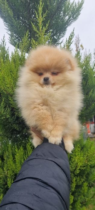 Померан померанче