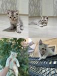 Scottish fold, strayt
