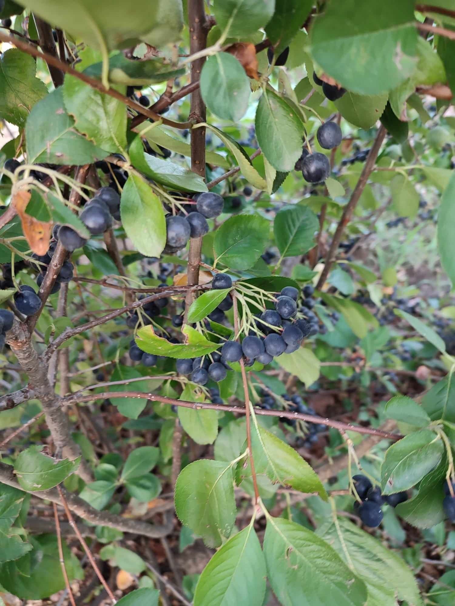 Aronia bio_un puternic antioxidant