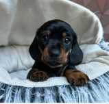 Teckel Dachshund