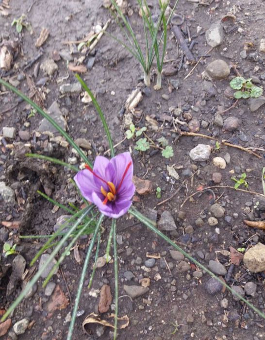 Био Шафран Клас 1