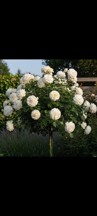 Trandafiri pomisor- 45 de lei. 10 culori la alegere, se livreaza Ro