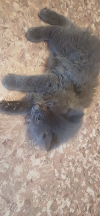 Котёнок мальчик отдам