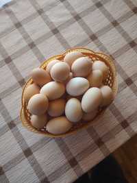 Vând ouă de tara
