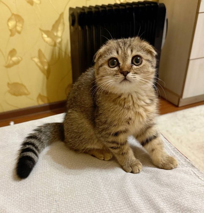 Скотиш фолд золотая шиншилла