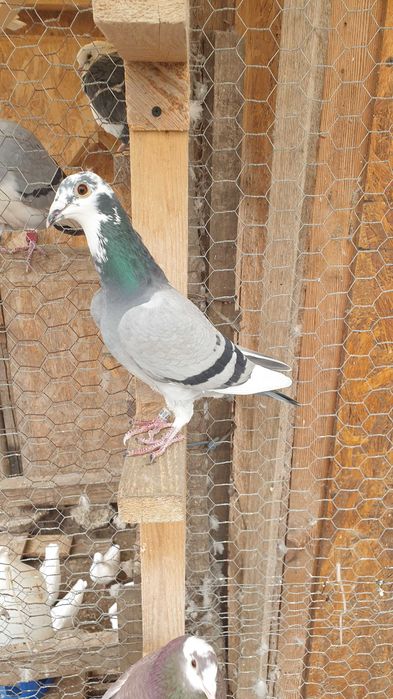 Ocazie! Vand 4 femele voiajor de concurs cu origini foarte bune!