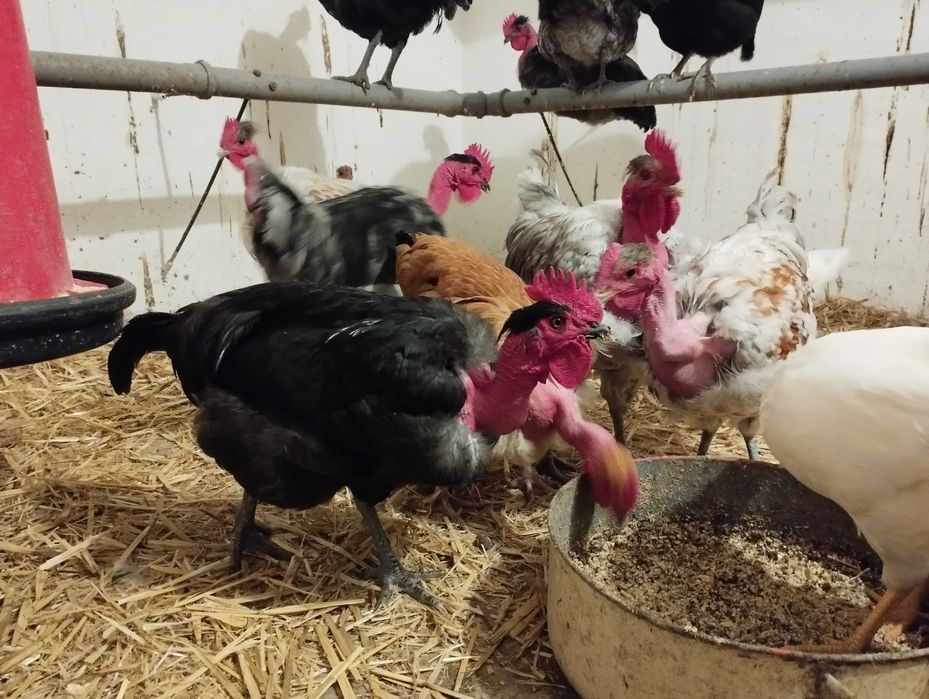 Cocoși de Gât Golaș de Transilvania si Leghorn