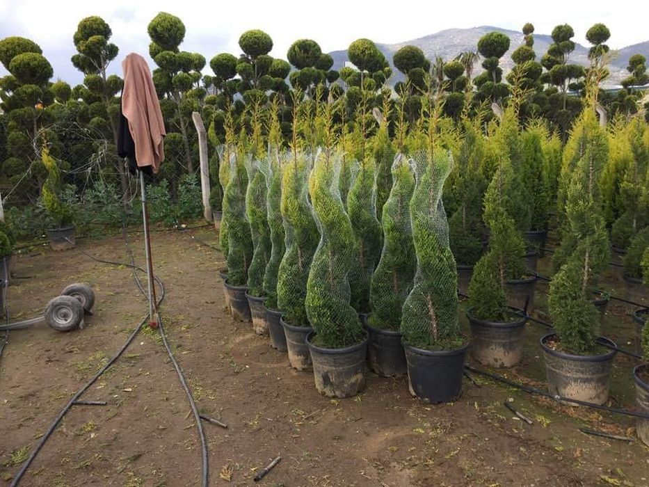 Plante ornamentale