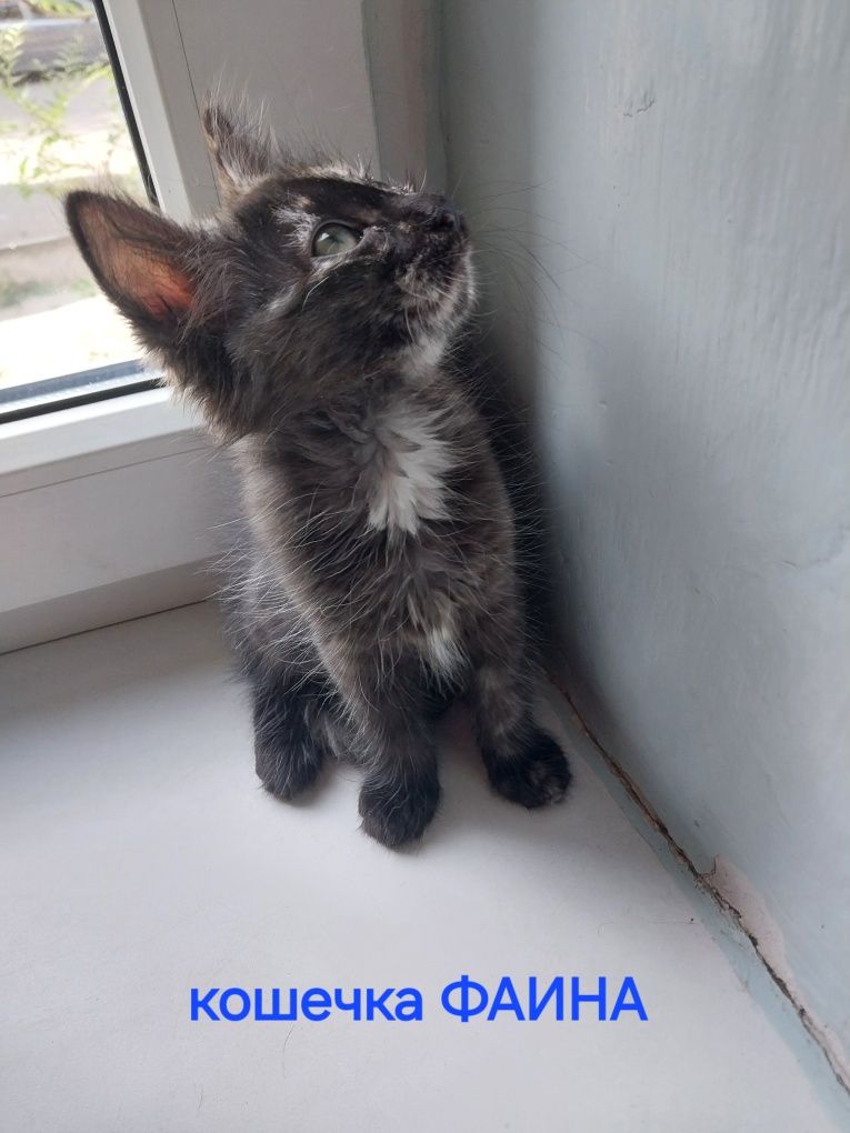 Котята домашние возраст 2месяца