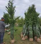 Vând plante ornamentale