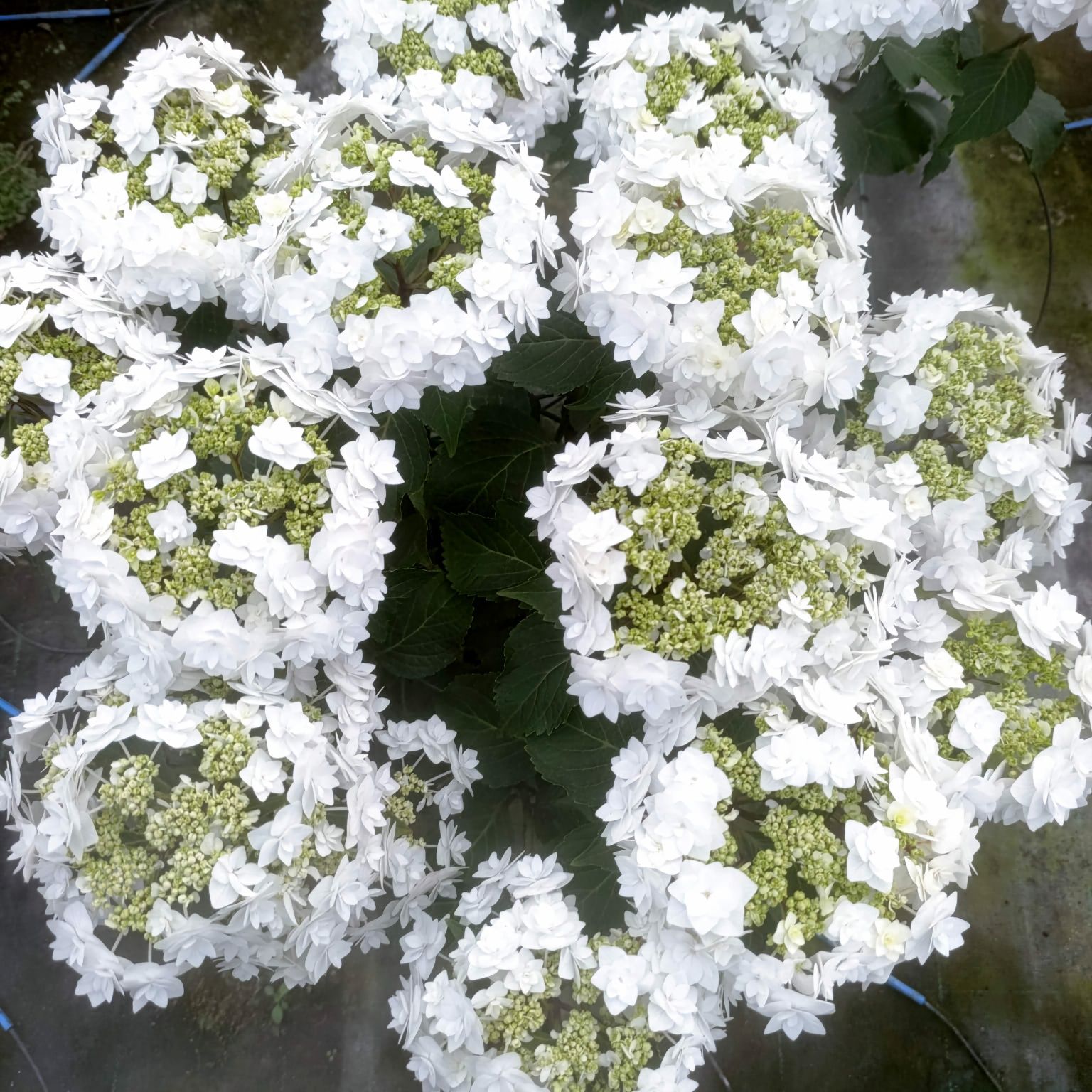 Hortensii la ghiveci