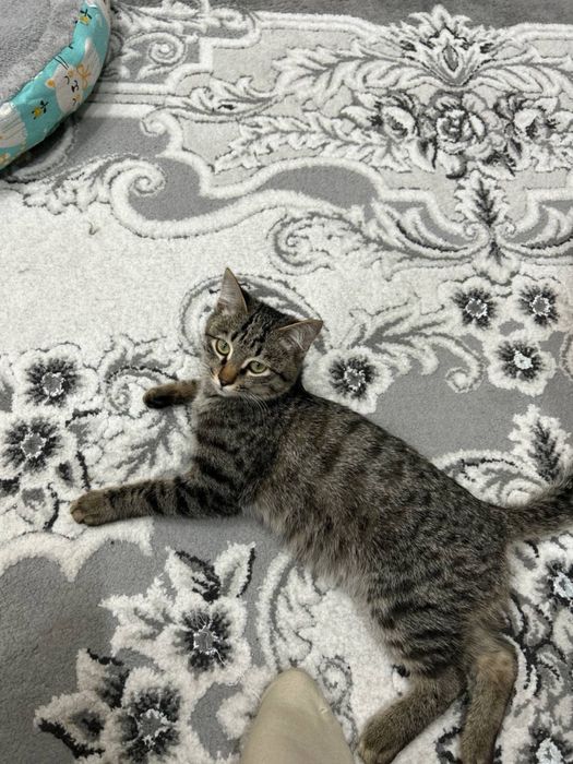Отдам котенка в добрые и заботливые руки!