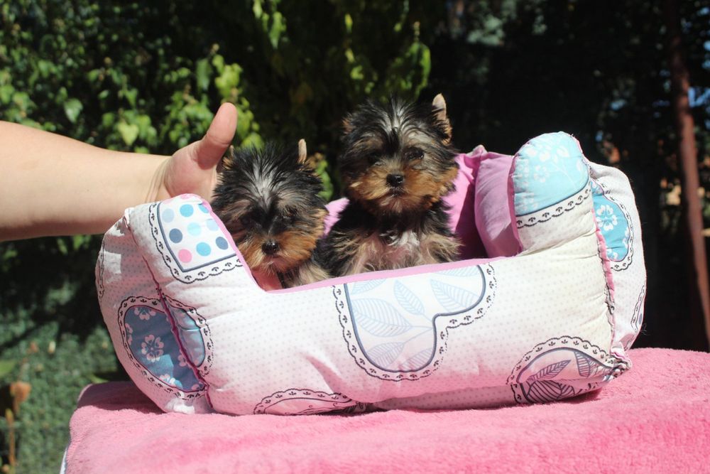 Йоркширски териер