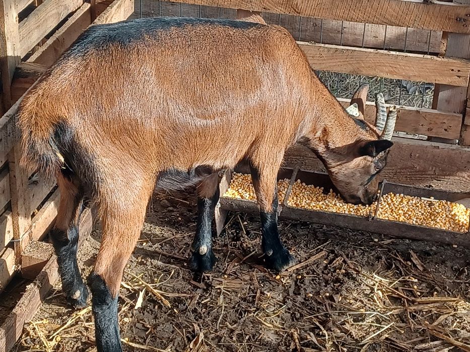 Iadă Alpină Franceză primul an