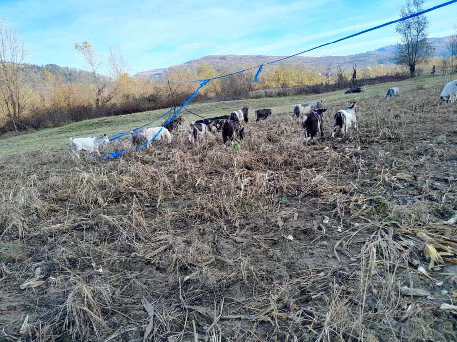 Se vand 13 capre si 2 tapi caprele sunt cele din poze