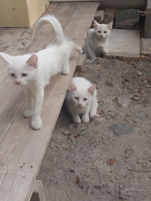 Котята белого цвета.