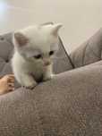 Котята скоттиш страйт 3 месяца
