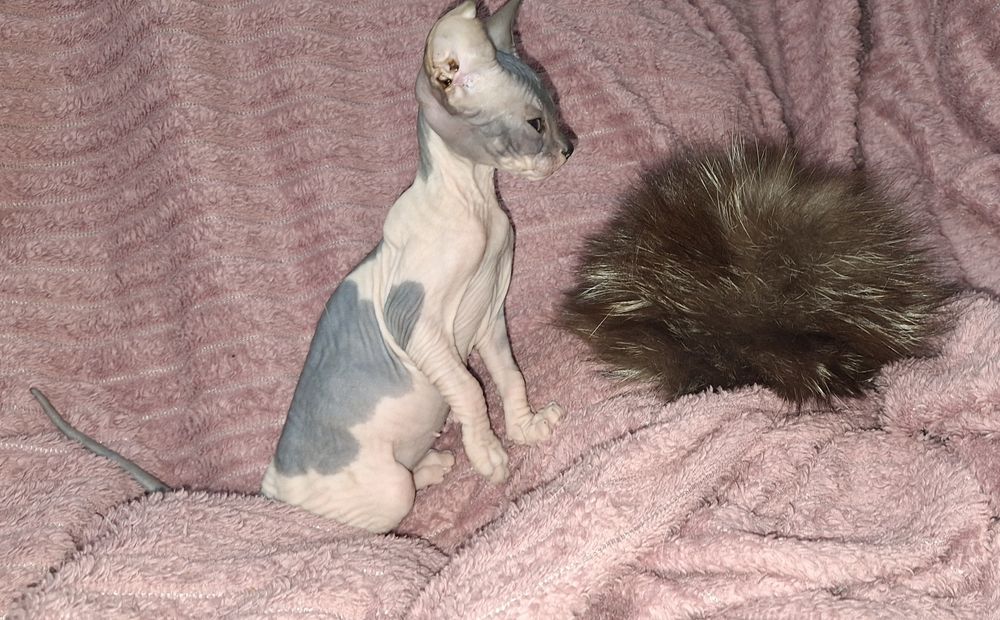 Канадка девочка 2 мес.