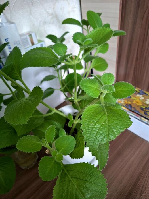 Продается комнатные мята