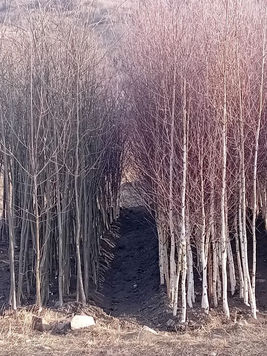 Vând mesteacăn alb ornamental diferite dimensiuni