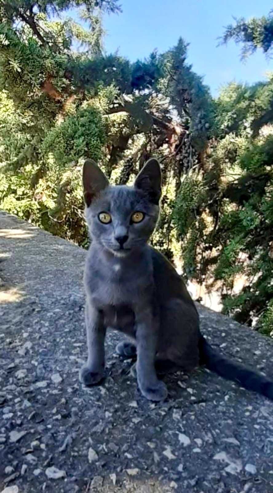 Сиво мъжко коте търси дом