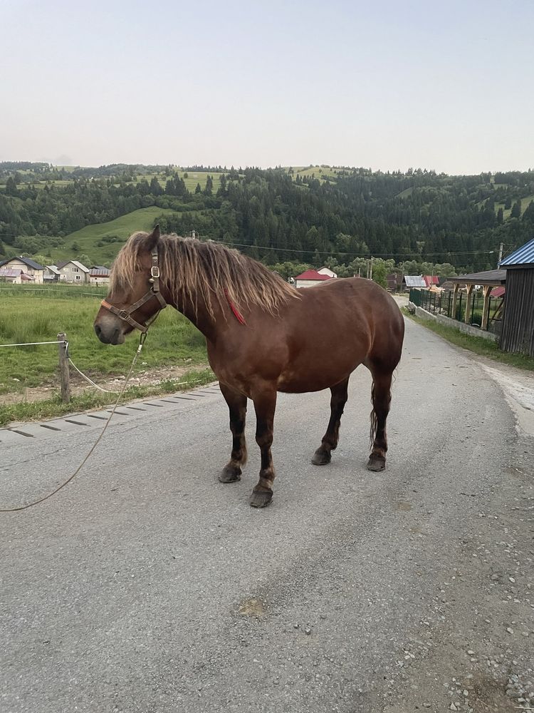 Iapă de vânzare!