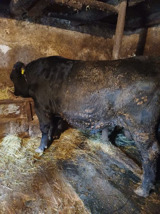 Doi tauri de vanzare