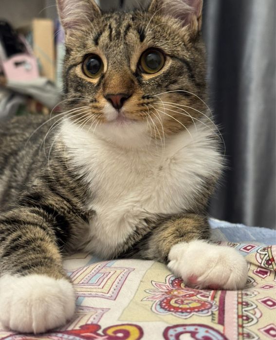 Малыш Тайсон в поисках самого лучшего дома!