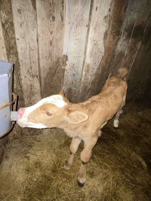 Vand vitea baltata 5 zile