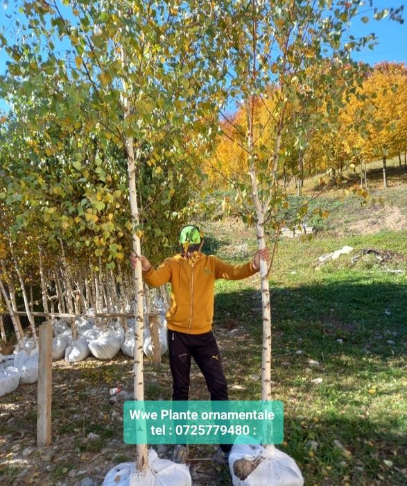 Mesteacăn cu coaja alba, la preț minim tei mirositor, plante foioase