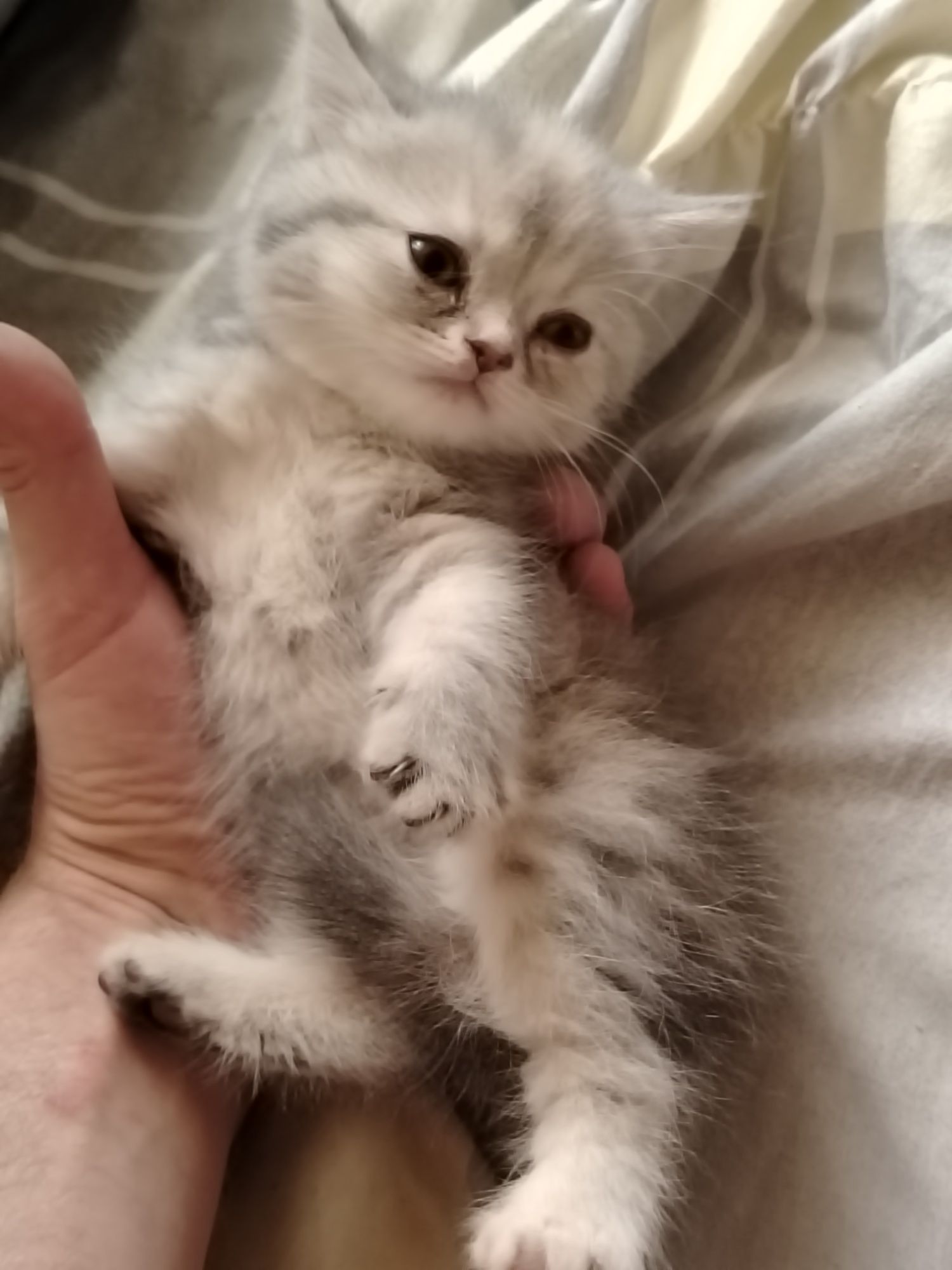 Продаются прекрасные котята
