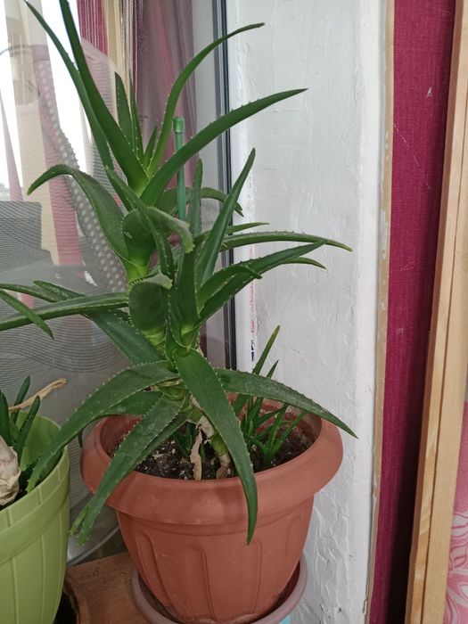 Цветый домашние продаю.