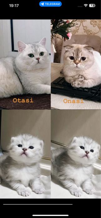 Тоза кон мушукчамиз сотувда