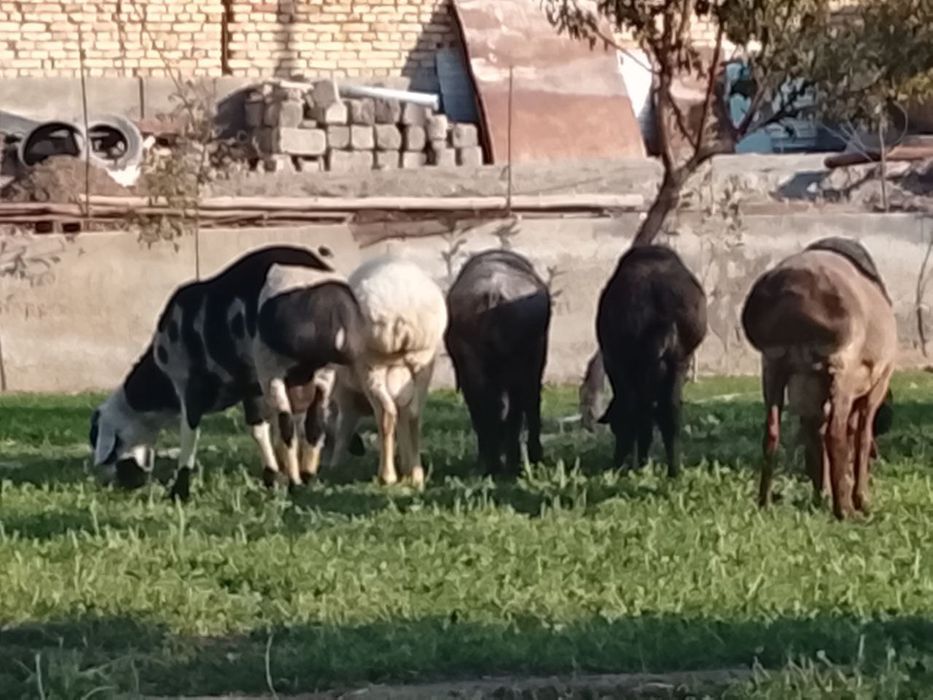 Кучкорлар сотилади