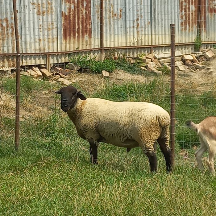 De  vinzare berbec sufolk mior