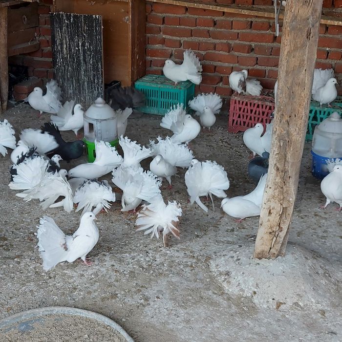 Продавам гълъби финерлии