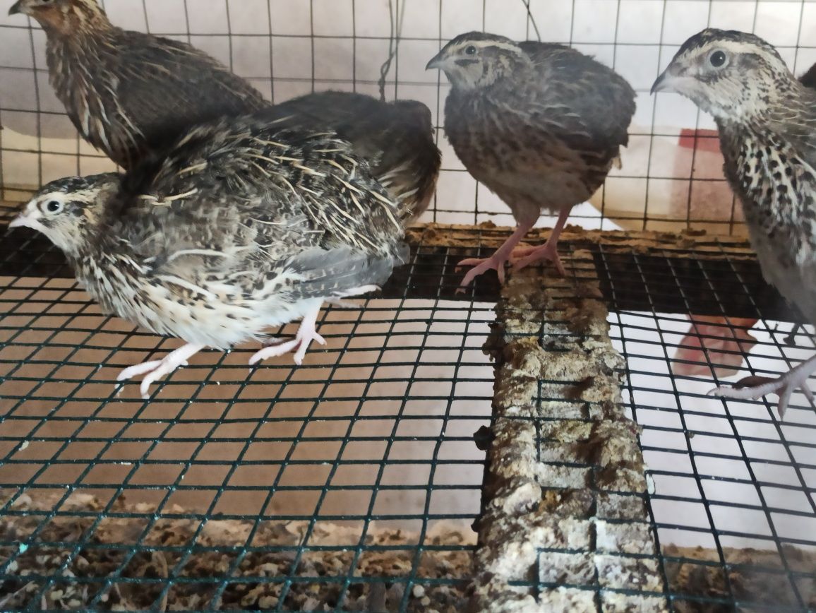 Bedana va dakan jujalar sotiladi