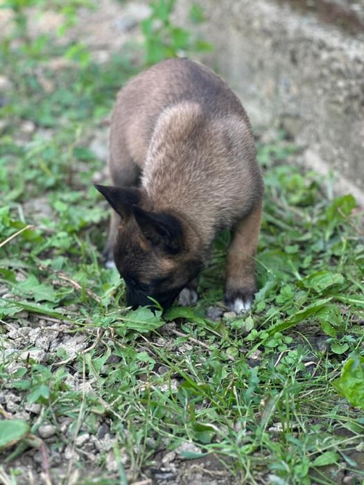 Căței Ciobanesc Belgian Malinois