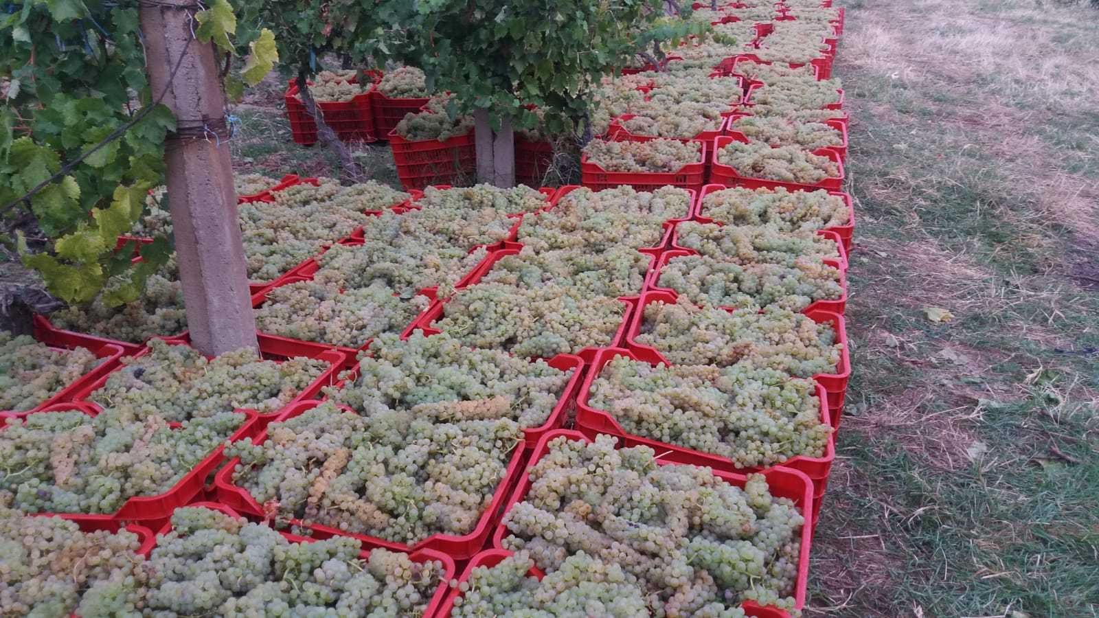 Struguri de vin pret producator soiuri alese albi/negri, cu transport