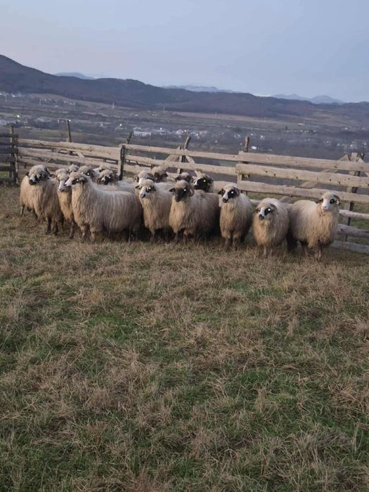 Vand 20 de oi tinere bune de tinut