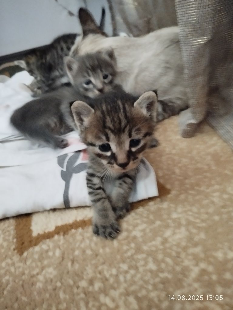 Котята  сиамские