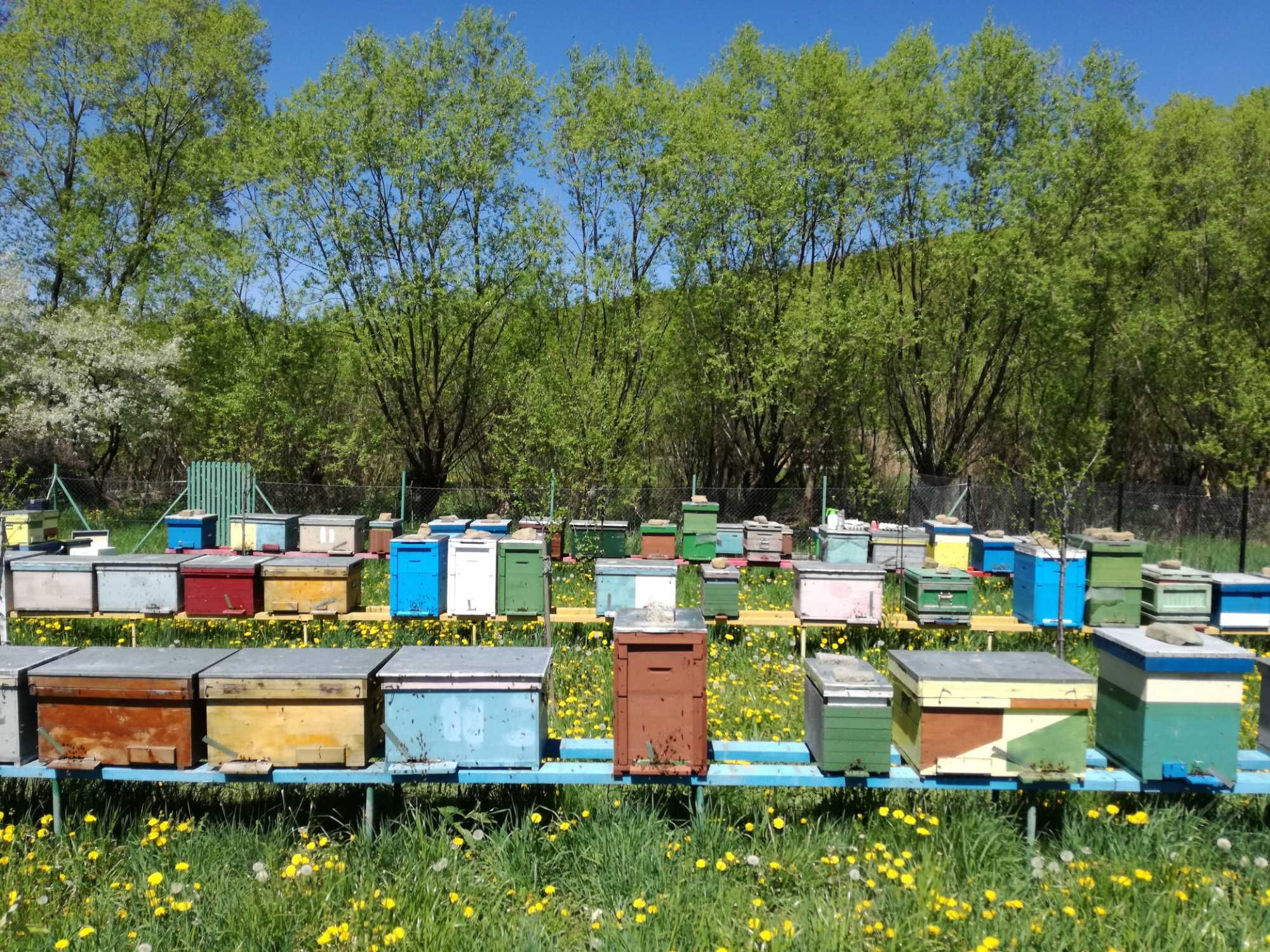 Vand familii de albine sau roiuri